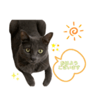 ねこねこスタンプ..（個別スタンプ：6）