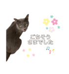 ねこねこスタンプ..（個別スタンプ：8）