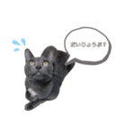 ねこねこスタンプ..（個別スタンプ：10）
