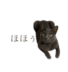 ねこねこスタンプ..（個別スタンプ：12）