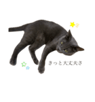 ねこねこスタンプ..（個別スタンプ：13）