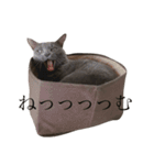 ねこねこスタンプ..（個別スタンプ：22）