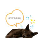ねこねこスタンプ..（個別スタンプ：23）