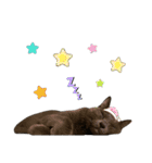 ねこねこスタンプ..（個別スタンプ：24）