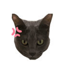 ねこねこスタンプ..（個別スタンプ：25）