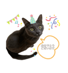 ねこねこスタンプ..（個別スタンプ：32）