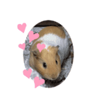モルモットのモチコ❤️（個別スタンプ：4）