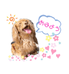 Yu-moinの愛犬スタンプ（個別スタンプ：1）
