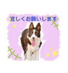 Yu-moinの愛犬スタンプ（個別スタンプ：7）