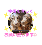 Yu-moinの愛犬スタンプ（個別スタンプ：8）