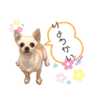 Yu-moinの愛犬スタンプ（個別スタンプ：15）