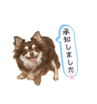 Yu-moinの愛犬スタンプ（個別スタンプ：16）