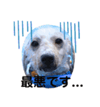 Yu-moinの愛犬スタンプ（個別スタンプ：26）
