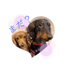 Yu-moinの愛犬スタンプ（個別スタンプ：35）