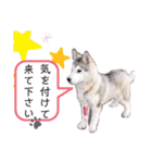 Yu-moinの愛犬スタンプ（個別スタンプ：38）