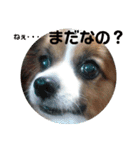 かわいい！パピヨンのティナちゃん①（個別スタンプ：3）