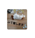 かわいい！パピヨンのティナちゃん①（個別スタンプ：6）