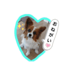 かわいい！パピヨンのティナちゃん①（個別スタンプ：7）