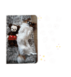 かわいい！パピヨンのティナちゃん①（個別スタンプ：10）