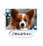 かわいい！パピヨンのティナちゃん①（個別スタンプ：15）