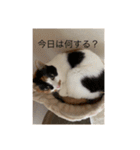 まるのスタンプ3（個別スタンプ：1）