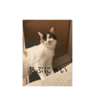 まるのスタンプ3（個別スタンプ：6）
