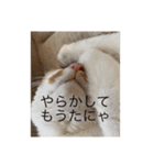まるのスタンプ3（個別スタンプ：10）