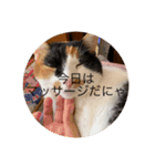 まるのスタンプ3（個別スタンプ：12）