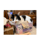 まるのスタンプ3（個別スタンプ：13）