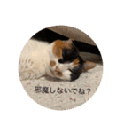 まるのスタンプ3（個別スタンプ：16）