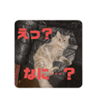 うちのねこたち？（個別スタンプ：14）