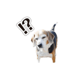 ビーグル犬ベリー（個別スタンプ：7）