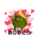 サザナミインコ、ヨモギのスタンプ（個別スタンプ：1）