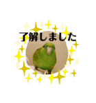 サザナミインコ、ヨモギのスタンプ（個別スタンプ：2）