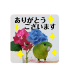 サザナミインコ、ヨモギのスタンプ（個別スタンプ：3）