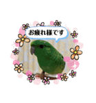 サザナミインコ、ヨモギのスタンプ（個別スタンプ：4）