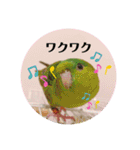 サザナミインコ、ヨモギのスタンプ（個別スタンプ：5）