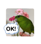 サザナミインコ、ヨモギのスタンプ（個別スタンプ：6）