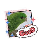 サザナミインコ、ヨモギのスタンプ（個別スタンプ：8）
