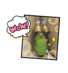 サザナミインコ、ヨモギのスタンプ（個別スタンプ：9）