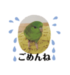 サザナミインコ、ヨモギのスタンプ（個別スタンプ：11）