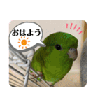 サザナミインコ、ヨモギのスタンプ（個別スタンプ：12）