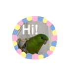 サザナミインコ、ヨモギのスタンプ（個別スタンプ：13）