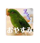 サザナミインコ、ヨモギのスタンプ（個別スタンプ：14）