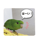 サザナミインコ、ヨモギのスタンプ（個別スタンプ：15）