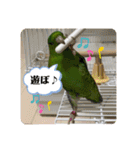 サザナミインコ、ヨモギのスタンプ（個別スタンプ：16）