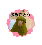 サザナミインコ、ヨモギのスタンプ（個別スタンプ：17）