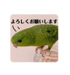 サザナミインコ、ヨモギのスタンプ（個別スタンプ：18）