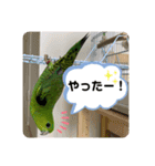 サザナミインコ、ヨモギのスタンプ（個別スタンプ：19）