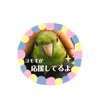 サザナミインコ、ヨモギのスタンプ（個別スタンプ：20）
